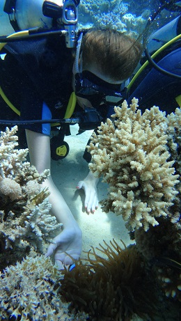 Diving In Egypt